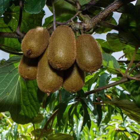 Kiwi Chinensis Hayward (Femelle)/Godet – Image 2