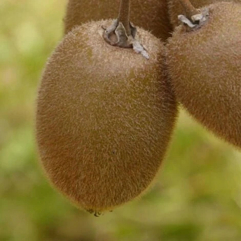 Kiwi Chinensis Hayward (Femelle)/Godet – Image 3