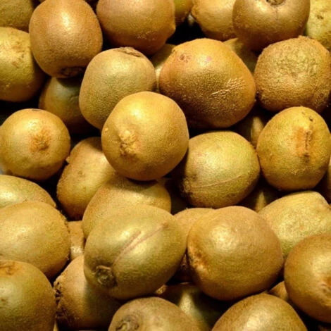 Kiwi Chinensis Hayward (Femelle)/Godet – Image 4