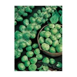 CHOU DE BRUXELLES DE ROSNY - 2 G