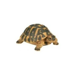 Riviera Tortue Hermann PM