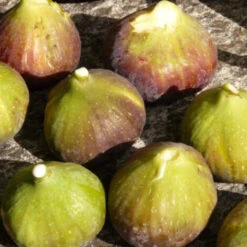 Figuier Carica Goutte D'or/Pot De 4L