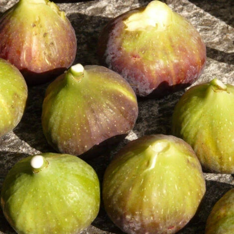 Figuier Carica Goutte D'or/Pot De 4L