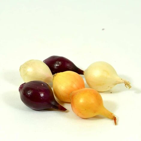 Mélange D'oignons Red Baron, Snowball, Stuttgarter. Bulbes à Planter - Filet 250 G – Image 3
