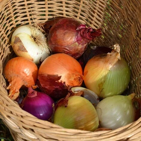 Mélange D'oignons Red Baron, Snowball, Stuttgarter. Bulbes à Planter - Filet 250 G – Image 4