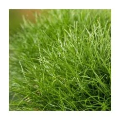 FETUQUE ELEVEE NORIA 1 KG