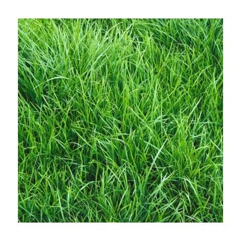 RAYGRASS ITALIE LIRASAND OU LITORO 1 KG