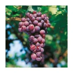 VIGNE CARDINAL - POT 1.5 LITRE