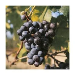 VIGNE MUSCAT BLEU - POT 1.5 LITRE