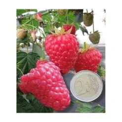 FRAMBOISIER VERSAILLES - 4 PIEDS