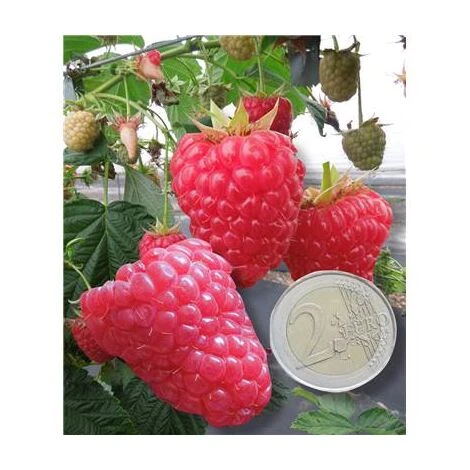 FRAMBOISIER VERSAILLES - 4 PIEDS