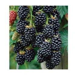 MURE GRIMPANTE JUMBO - 2 PIEDS