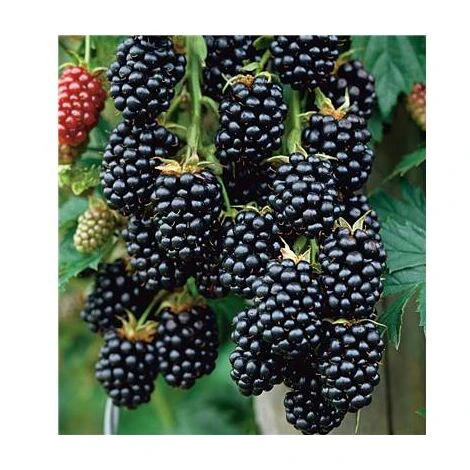 MURE GRIMPANTE JUMBO - 2 PIEDS