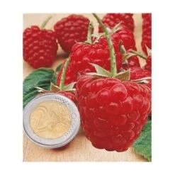 FRAMBOISIER SUMO - 4 PIEDS