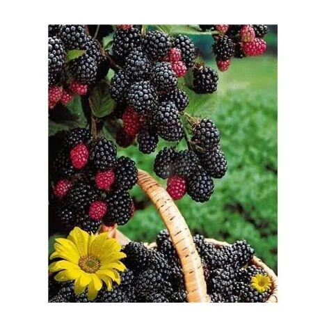 MURE TRIPLE CROWN - 2 PIEDS