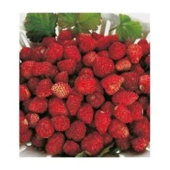 FRAISIER REINE DES VALLEES - 20 PLANTS