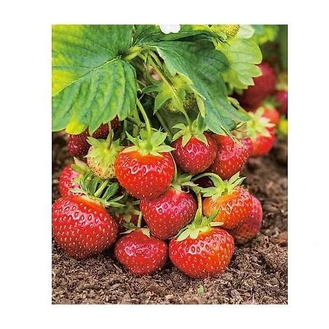 FRAISIER FAVETTE - 10 PLANTS