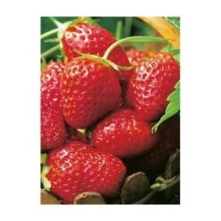 FRAISIER SENGA SENGANA - 20 PLANTS