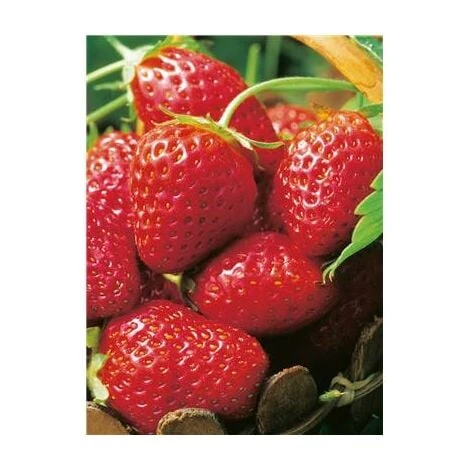 FRAISIER SENGA SENGANA - 20 PLANTS