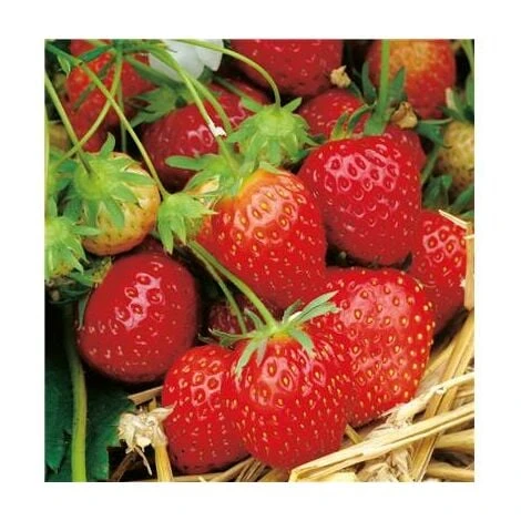 FRAISIER SURPRISE DES HALLES - 20 PLANTS