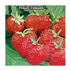 FRAISIER MME MOUTOT NRMT - 20 PLANTS