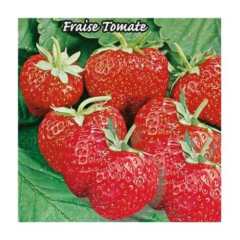FRAISIER MME MOUTOT NRMT - 20 PLANTS