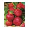 FRAISIER MAESTRO - 20 PLANTS