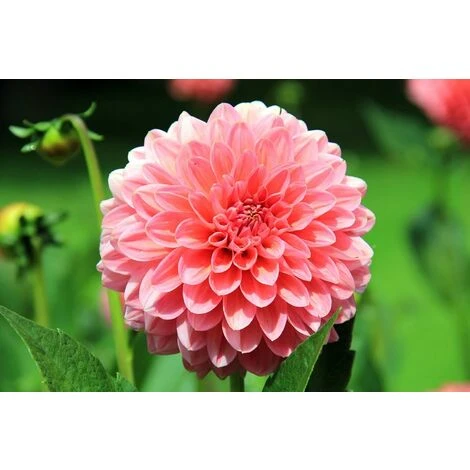 Decis Protech Home 100ml Insecticide Polyvalente – Image 5