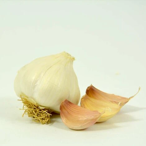 Ail Rose Variété Flavor. Bulbes à Planter - Filet 500 G – Image 2