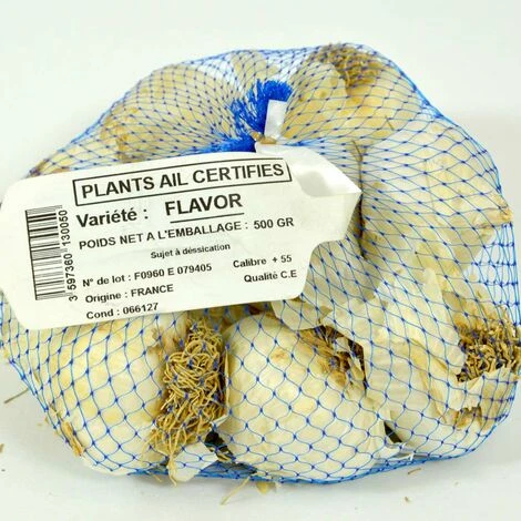 Ail Rose Variété Flavor. Bulbes à Planter - Filet 500 G – Image 3