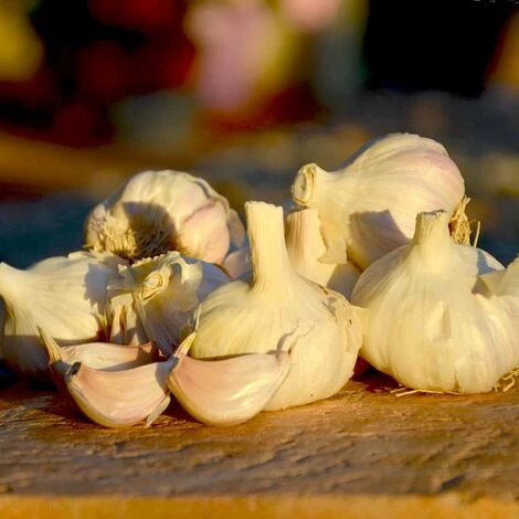 Ail Rose Variété Flavor. Bulbes à Planter - Filet 500 G – Image 4