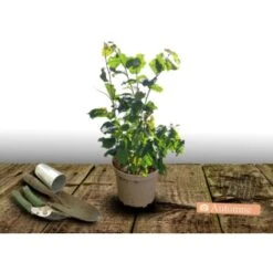 Noisetier Avellana Géante Des Halles/Pot De 3L