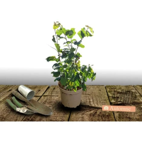 Noisetier Avellana Géante Des Halles/Pot De 3L