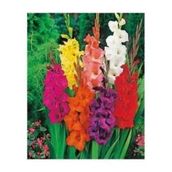 COLLECTION GLAIEULS -