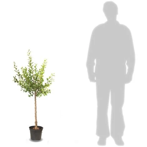 Abricotier Armeniaca Précoce Samourai/Pot De 10L – Image 2