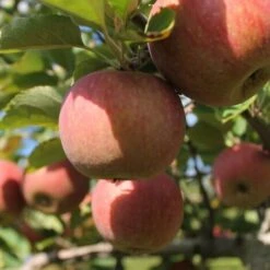 Pommier Racines Nues Gala/Racines Nues