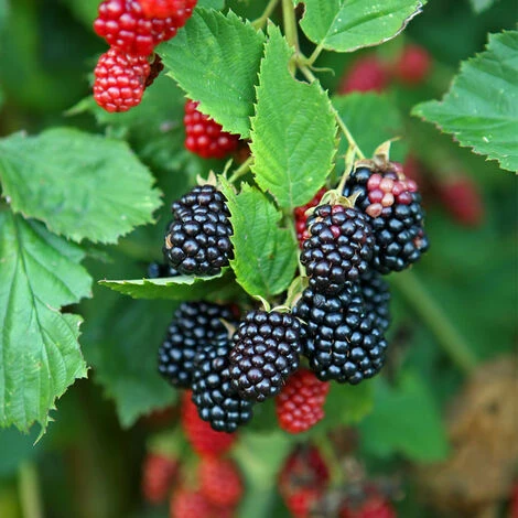 Plant Murier Reuben Premium Pot De 2L