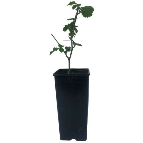 Plant Murier Reuben Premium Pot De 2L – Image 2