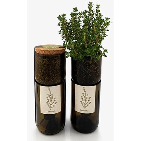 Kit Irrigation Thym Prêt à Pousser