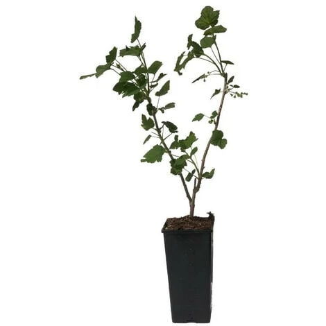 Plant Cassissier Andega Premium Pot 2L – Image 2