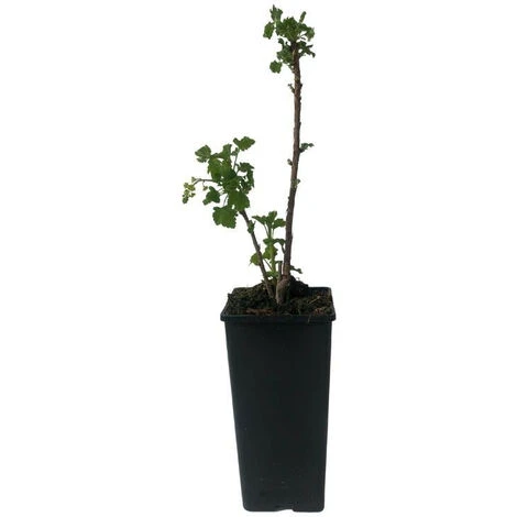 Plant Groseillier London Market Pot 2L – Image 2