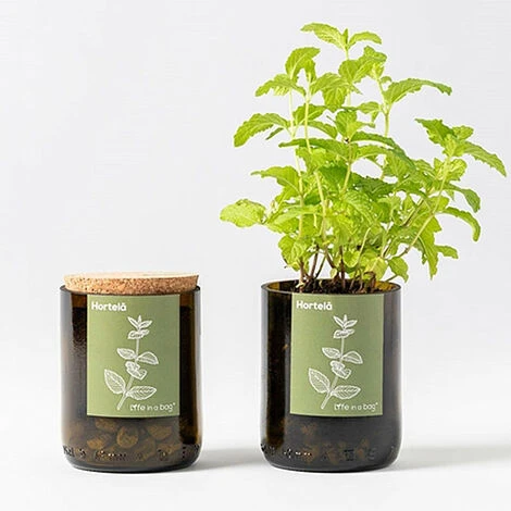 Kit Bouteille Prêt à Pousser Menthe – Image 2