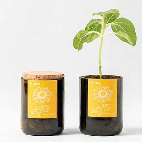 Kit Bouteille Prêt à Pousser Tournesol – Image 2