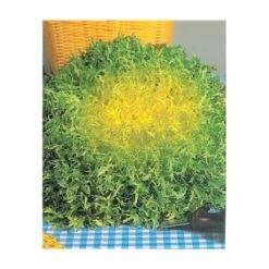 CHICOREE FRISEE FINE MARAICHERE ETOILE - 3 G