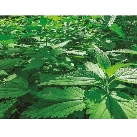 CULTIVERS Boue D'ortie Biologique, 1 L. Action Insecticide, Fongicide, Acaricide. Corrige La Chlorose Ferrique. Substance De Base Naturelle Pour La Lutte Contre Les Parasites Et Les Champignons – Image 2