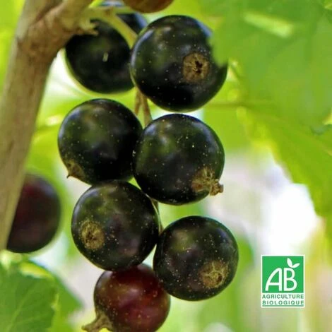 Cassissier 'Noir De Bourgogne' BIO - Godet 9cm - Taille 20/40cm – Image 2