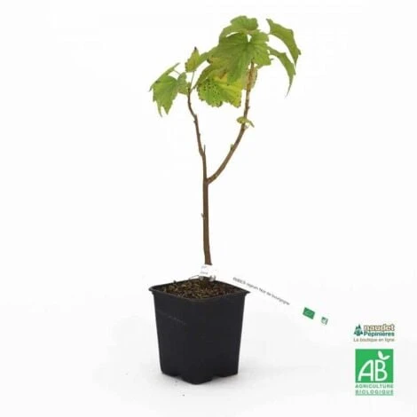 Cassissier 'Noir De Bourgogne' BIO - Godet 9cm - Taille 20/40cm – Image 3