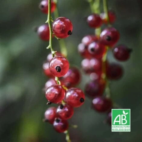 Groseillier Ă Grappes Rouges 'Rovada' BIO - Godet 9cm