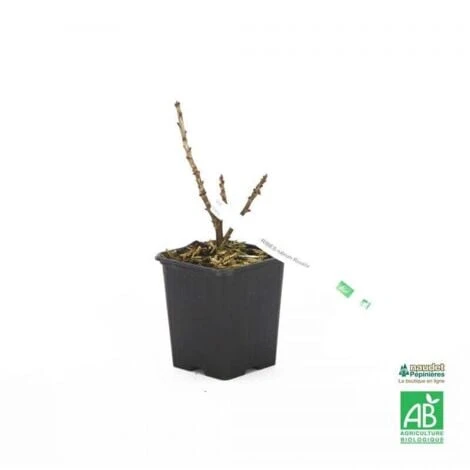Groseillier à Grappes Rouges 'Rovada' BIO - Godet 9cm – Image 3