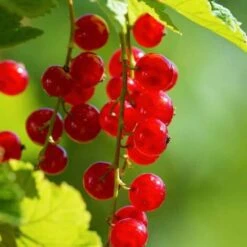 Groseillier 'London Market' - Conteneur 3L